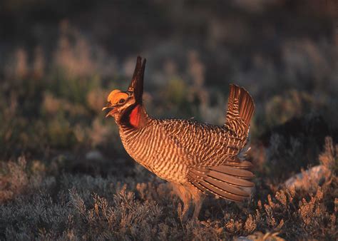 Biden vetoes two Republican-led bills to undo protections for prairie chicken and northern bat