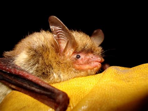 Biden vetoes two Republican-led bills to undo protections for the prairie bird and northern bat