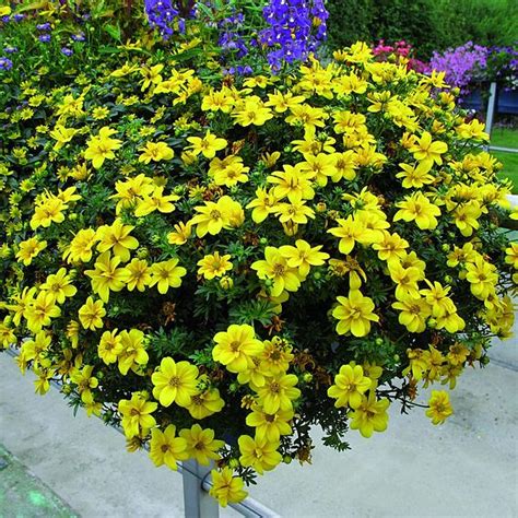 Bidens Yellow Port Royal Suttons