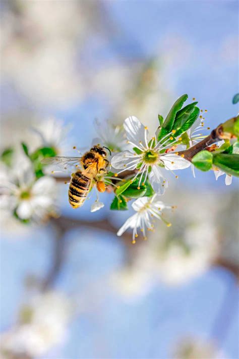 Bienen-Blümchen-Sex.