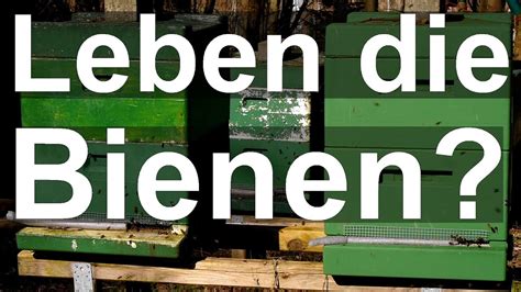 Bienensterben - YouTube