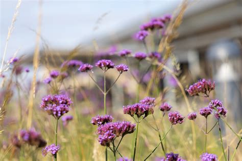 Bierton crematorium diary.  For other chapels use the drop-down menu and s...