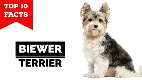 Biewer Terrier - Top 10 Facts - YouTube