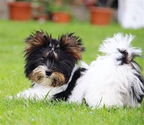 Biewer Terrier grooming