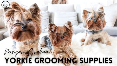 Biewer Yorkie grooming products