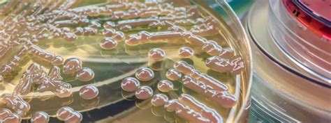 codini.rgarabwor.edu.pl. 