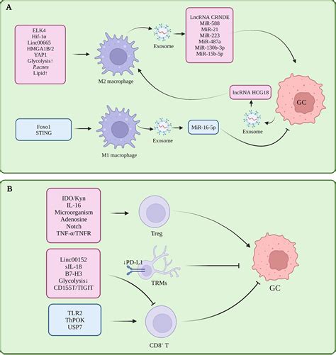 Biflorin inhibits the proliferation of gastric cancer cells by