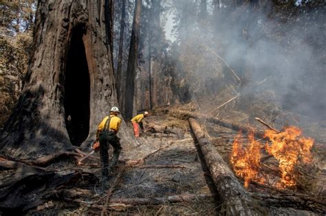 Big Basin: Redwood trees’ recovery is ‘remarkable’ three years after huge fire, while some species are still struggling