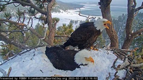 Big Bear Valley eagles: Webcam stars through highs, lows, heartbr…