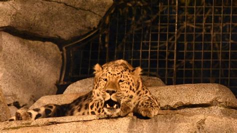Big Cats That Roar Lions Tigers Jaguars and Leopards