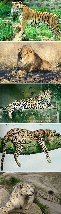 Big Cats That Roar Lions Tigers Jaguars and Leopards