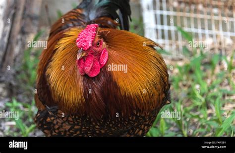 Big Cock Onlyfans Leak