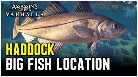 Big Haddock location Assassin