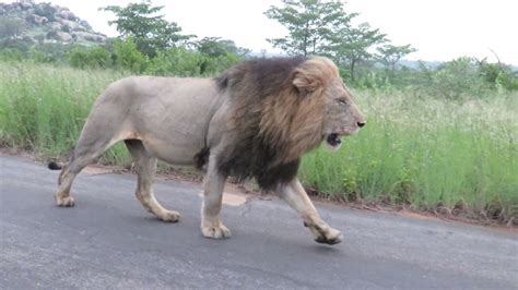 Big Male Lion Walking On The Road Next To a Car - YouTube