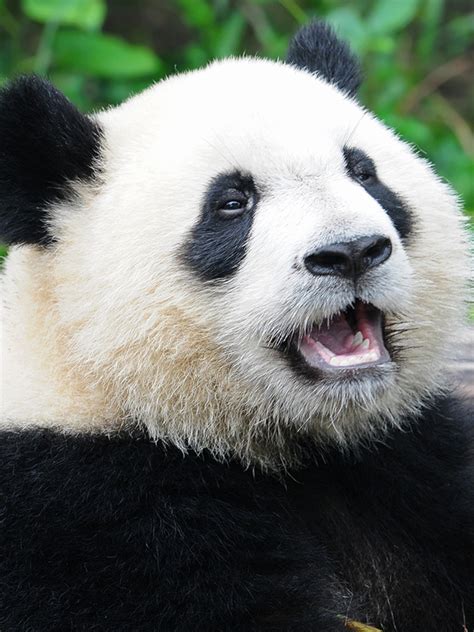 Big Panda Onlyfans Xxx