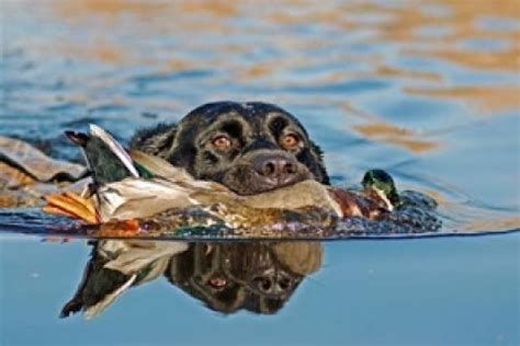 Big River Waterfowl Hunting Tips Bass Pro Shops - BassPro 1 …