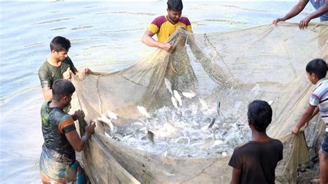 Big Size Fish Catching In Village Pond Fish Catching By Two Fisherman …