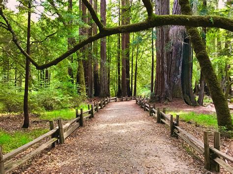 Big basin redwoods state park photos. The Big Basin story begins in 1889 when painter/photographer Andrew P. Hill was hired to take pictures of the amazing redwoods in Welch’s Grove (now Henry Cowell Redwoods State … 