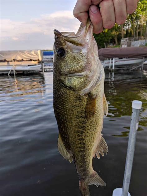 Big bass. Things To Know About Big bass. 