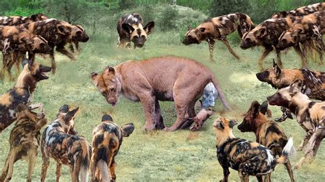 Big battle of Wild Dogs vs Lion - Hippo vs Crocodile vs Lion, …