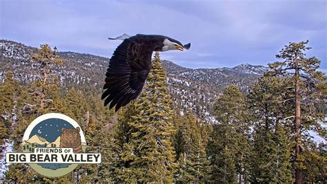 The nest is about 145 feet up in a Jeffrey Pine tree ~7000ft above sea level. This is one of the highest elevations Bald Eagles nest in the US. This nest has been in active use since the fall of 2013. The fall of 2015 Friends of Big Bear Valley installed the eagle nest cam. The Nest comparison 2016 - 2022.