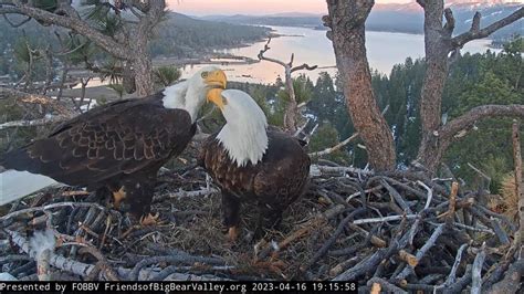 Information. Located on the cliffs of Catalina Island off the coast of southern California, this live cam overlooks the nest of a pair of bald eagles. The nest, which sits above the town of Two Harbors, provides stunning views of where the rugged landscapes of the Channel Islands meet the sea. Live Viewing Hours.. 
