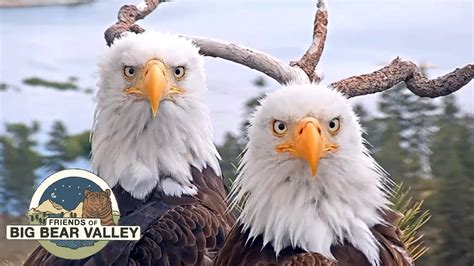 Mar 3, 2022 · The camera has been active for several weeks as Jackie and the father, Shadow, continue to wait, like all of us, for the eggs to hatch. The Big Bear Bald Eagle Nest camera is up and running 24/7. . 