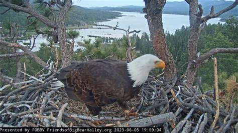 Big bear eagle live cam. Information. This bald eagle nest is located near a trout hatchery in Decorah, Iowa. After two of this pair's nests were destroyed, the Raptor Resource Project team began constructing this nest with the hopes that the eagles would take it over and build upon it--and they have! Watch as they come back each year to raise another brood. 