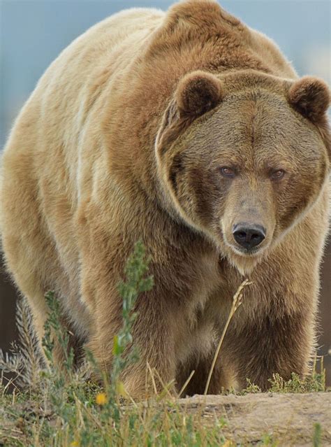 Big bear grizzly. Mar 28, 2022 · What do grizzly bears look like? Grizzly bears are typically 3 to 5 feet (0.9 to 1.5 meters) tall at the shoulder when standing on all fours and can reach almost 9 feet (2.7 m) tall when standing ... 