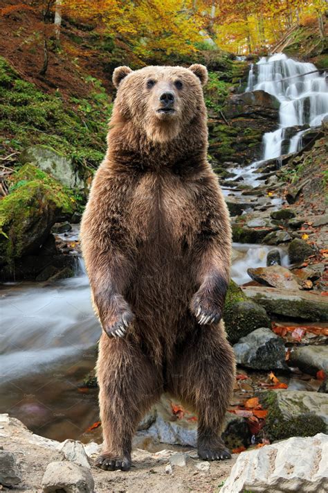 Big bear stock. BBAI: BigBear.ai Holdings Inc Stock Price Quote - New York - Bloomberg Subscribe S&P 500 4,559.34 +0.06% Nasdaq 14,250.85 –0.11% Crude Oil 75.18 –2.49% US 10 Yr 100.27 +2,133.70% Euro 1.09... 