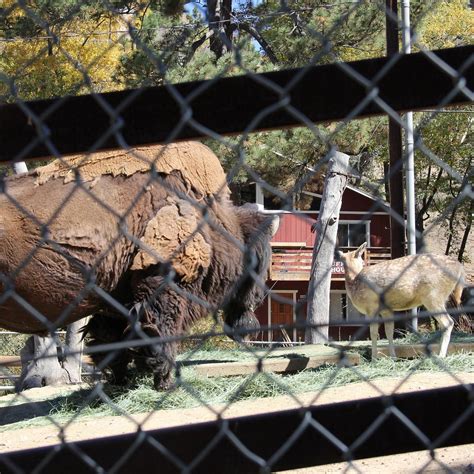 Big bear zoo. Sep 8, 2023 · Do the zoo at a discount. July 6, 2023. Big Bear Alpine Zoo | CountyWire | Uncategorized. Since 1959, the Big Bear Alpine Zoo has remained dedicated to serving the community by rehabilitating injured, orphaned, and imprinted alpine animals. We offer a safe haven for wildlife that …. 