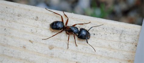 Big black ants in house. Trim back trees and shrubbery away from the house to prevent nesting. Apply baits around the nest and other affected areas. Spray insecticide around the perimeter of the house and under the siding. 6. Thief Ants. Thief ants are among the tiniest household ants. 