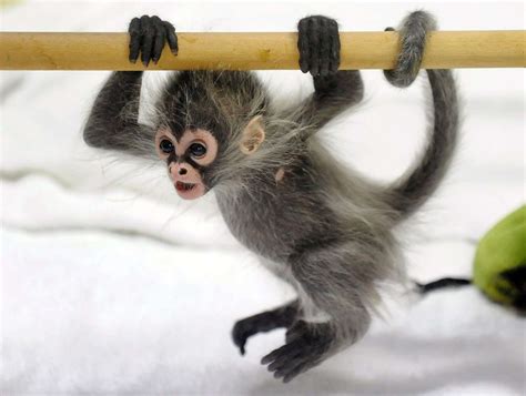 Macaque Monkeys For Sale. Where you can find your Ideal Diaper Trained & Housebroken Intelligent Baby Macaque Monkeys remarked as super gentle. These Monkeys are ready to go now with all papers and a 6 …. 
