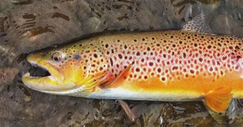 Big brown trout are declining in one of Colorado’s iconic reservoirs. New fishing rules may be coming.
