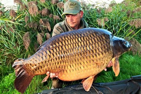 Big carp tackle. Things To Know About Big carp tackle. 