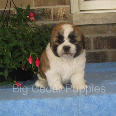 Please contact me today to secure this nice puppy! Li