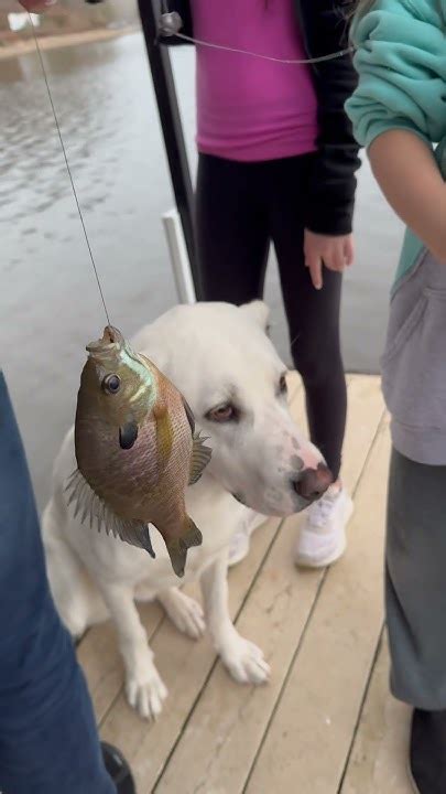 Big chatol Fish. 💕💕 #bigfish #fishstory #fishing #fish #bigfish …