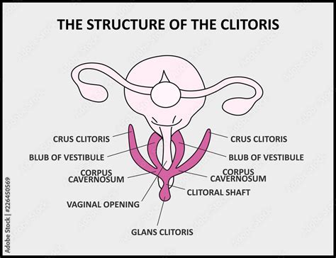 The clitoris extends back into the body (usually close to 4 inches!) and around the vaginal canal, explains Garrison. If you were to extract the clit entirely from the body, it’d look a bit like... 