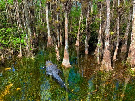 Big cypress national preserve. Big Cypress National Preserve was created to protect the fresh water's natural flow from the Big Cypress Swamp into the Everglades and Ten Thousand Islands. In the Preserve, fresh water feeds a mosaic of five distinct habitats in its 729,000 acres and is vital to the health of southwest Florida's … 