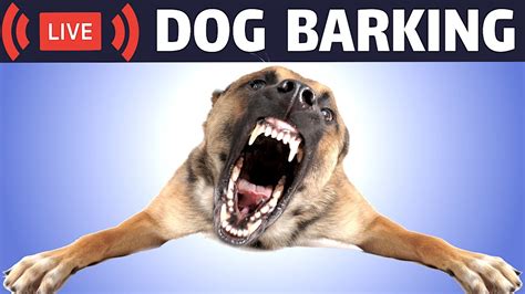 Dog barking sound effects video - Very loud dog bark soundsWarning - These sounds may scare / annoy your dogs and cats !#dogbarking #barkingsounds #barking #...