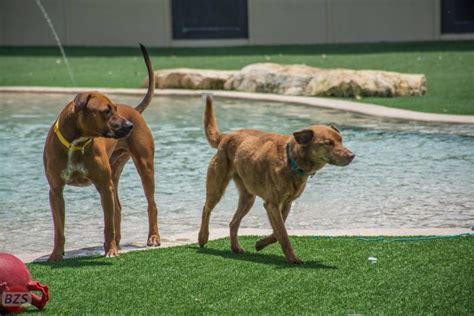 Big dog rescue. Why? I Can't have another pet, but how can I help Big Dog Rescue? How can I see if my current pet and the one I want to adopt get along? If my yard is not fenced, can I still … 