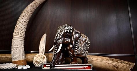 Big game trophy hunters among targets of new ban on importing raw ivory into Canada