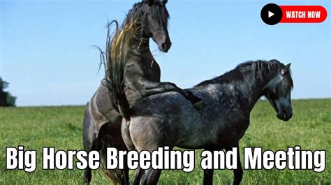 Big horse mating video. 6.8K views. Nature Life. · February 6 ·. Follow. Big Horse Mating Compilation 2019 - Horse breeding - Animals Mating. Comments. Most relevant. Mason Parson. What is this WTF. 