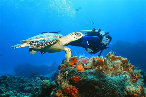 Big island divers. Big Island Divers has been serving the Kona diving community since 1984. We offer a full-service diving experience, allowing you … 