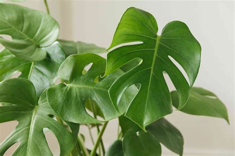 Big leaf house plant. Depending on the species of your large plant, this can range anywhere from watering every 1–4 weeks. Always check the potting mix before watering. If you don't ... 