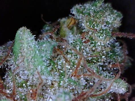 Bubba Glue is a hybrid weed strain made from a genetic cross