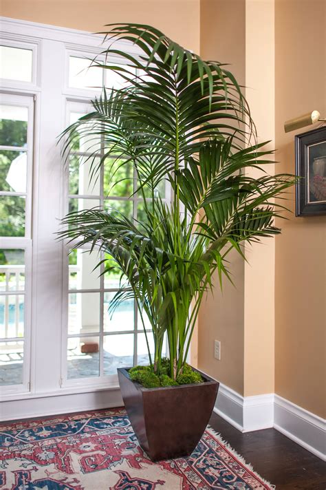 PATCH PROMISE. If you need advice, just get in touch - we’ll be your personal plant gurus as long as you need us. If something’s up, tell us within 30 days of delivery — we’ll sort it. Big Ken our Kentia Palm is the perfect easy care indoor houseplant for your home. Learn more about the Thatch Palm, buy online from Patch and get ....
