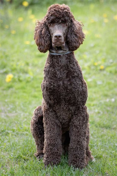 Big poodle. The Poodle is a multi-faceted dog that performs many functions. Poodles are standouts in the show ring, as hunting dogs, as therapy dogs, and more. ... hypoallergenic coat was a big plus. The ... 