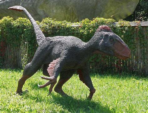 Sep 26, 2019 · Velociraptor Was About the Size of a Big Chicken For a dinosaur that's often mentioned in the same breath as Tyrannosaurus rex, Velociraptor was remarkably puny. This meat-eater weighed only …. 