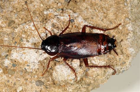 Big roaches. Since every building or home is different, your Orkin Pro will design a unique cockroach treatment program for your situation. Orkin can provide the right solution to keep German cockroaches in their place…out of your home, or business. Call us … 
